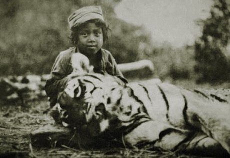 Самый известный тигр людоед