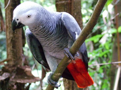 Самый говорящий попугай в мире