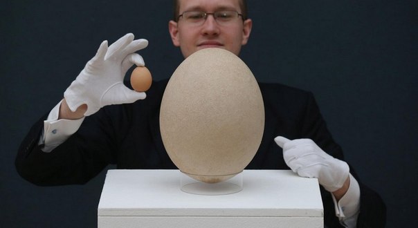 Самое большое и дорогое яйцо в мире