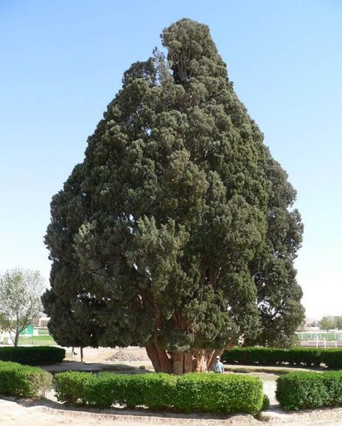 Самые старые в мире деревья