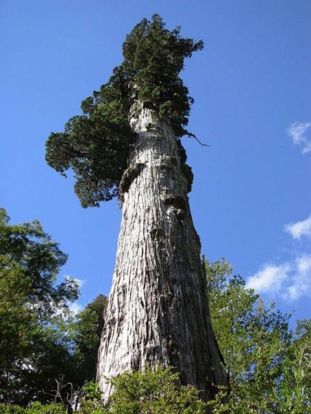 Самые старые в мире деревья