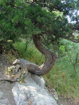 Самое тяжелое дерево в мире