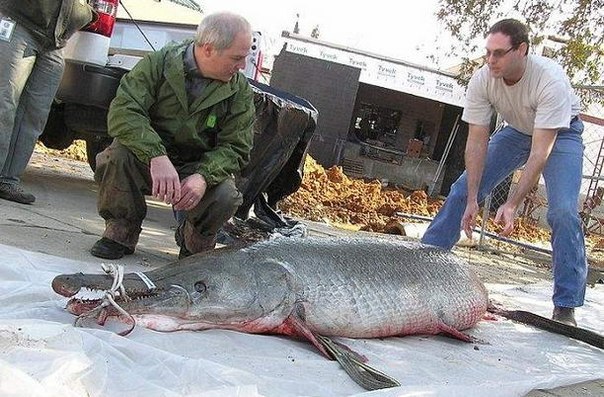 Рекордная по размерам рыба-аллигатор поймана в реке Миссисипи