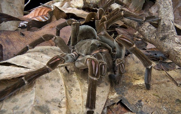 Самый тяжелый в мире паук.