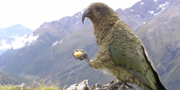 Попугаи "Кеа" обитающие в Новой Зеландии, это единственные птицы этого вида которые могут питаться как падалью, так и нападать на животных.