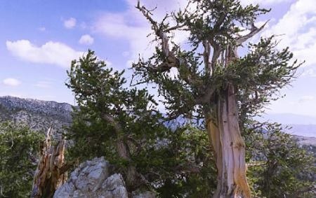 Самое старое дерево - сосна по имени Мафусаил возрастом 4800 лет, которая растет в парке California White Mountains.