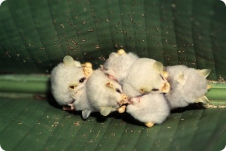 Это гондурасские белые летучие мыши или белые листоносы. Подгрызая листья геликоний, эти 3–5 сантиметровые ребята строят себе домики.