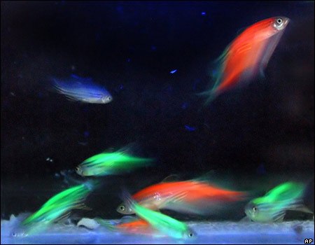Светящиеся рыбы