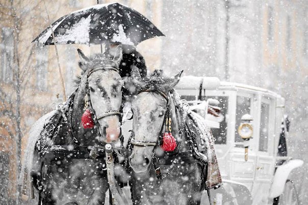 Запряженные в карету лошади во время снегопада в Кракове, Польша