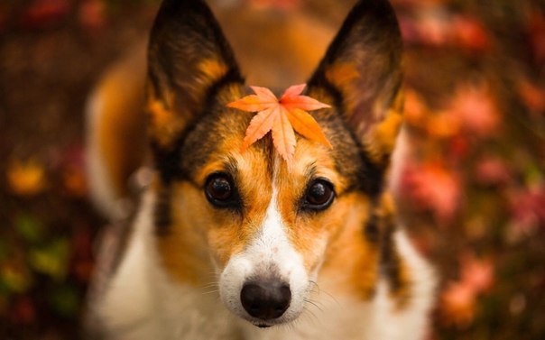 10 cамых забавных осенних фотографий собачек