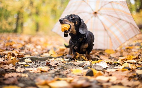 10 cамых забавных осенних фотографий собачек