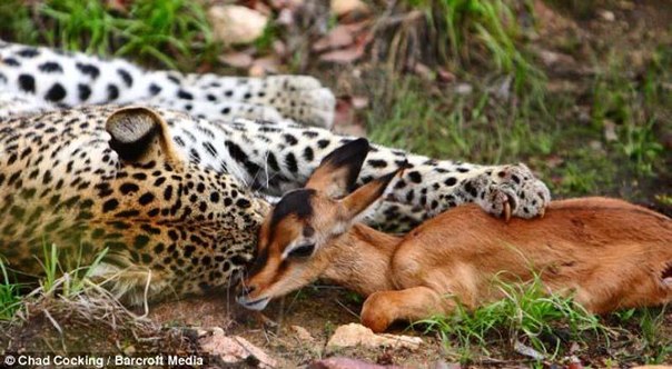 Леопард и импала – смертельная нежность
