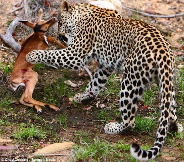 Леопард и импала – смертельная нежность