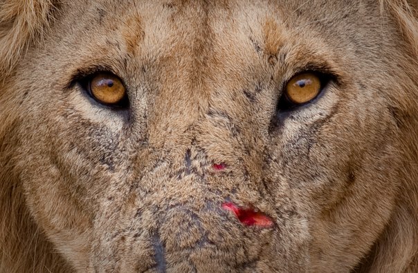 "Взгляд хищника". Лев в национальном парке Руаха, Танзания