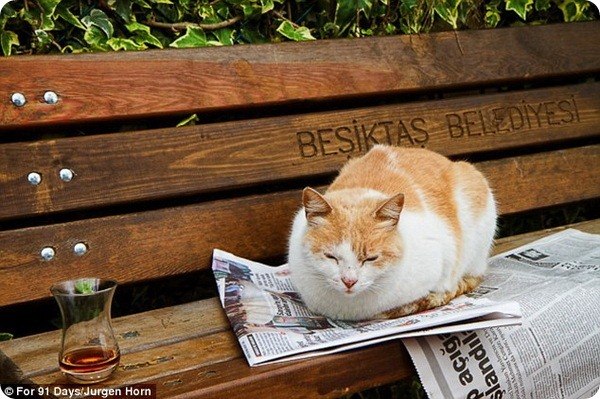 Кошки на улицах Стамбула.