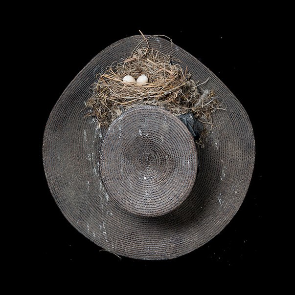 Американская женщина фотограф Шэрон Билс (Sharon Beals) уже долгое время сотрудничает с различными научно-исследовательскими центрами и музеями природы. Одним из самых масштабных ее проектов является «Bird Nest».