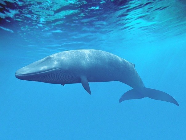 Синий кит - самое крупное млекопитающее, весящее столько же, сколько 23 слона.