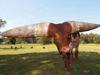 Самые большие в мире рога