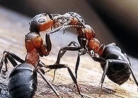 Самые опасные муравьи-бульдоги