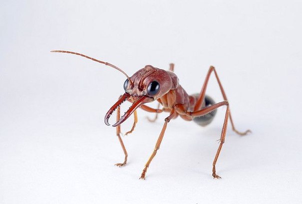 Самые опасные муравьи-бульдоги