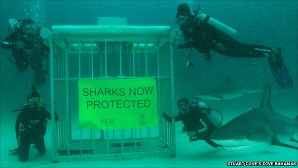 Самый большой в мире заказник для акул в акватории Маршалловых островов