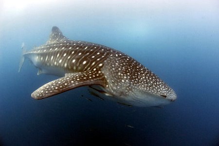 Самый большой в мире заказник для акул в акватории Маршалловых островов