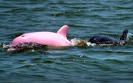 Розовый дельфин!!! 