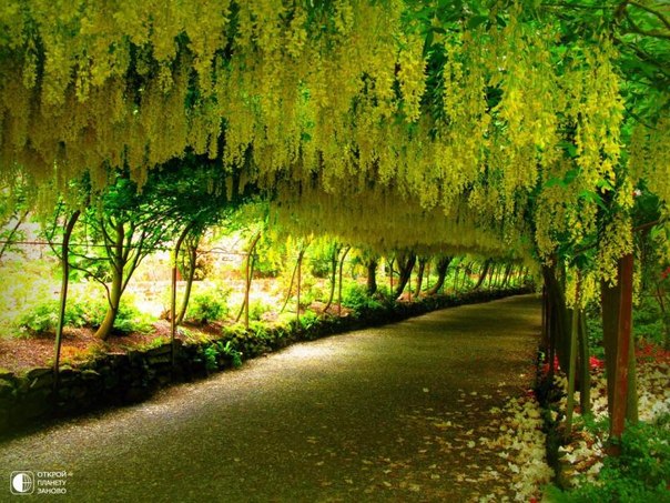 Завораживающие туннели лабурнума. Лабурнум - деревья или кустарники семейства бобовые. Когда деревья сажают напротив друг друга и направляют по дуге образуется великолепный желтый купол над головой.
