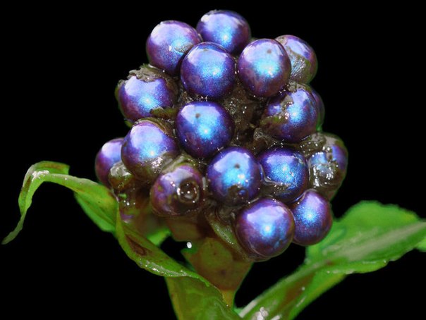 Самой блестящей разновидностью в живой природе были названы ягоды Polia condensata, растение произрастающие на африканском континенте.