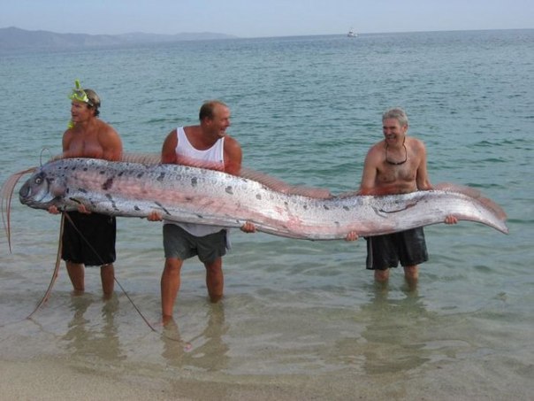 Самая длинная в мире рыба