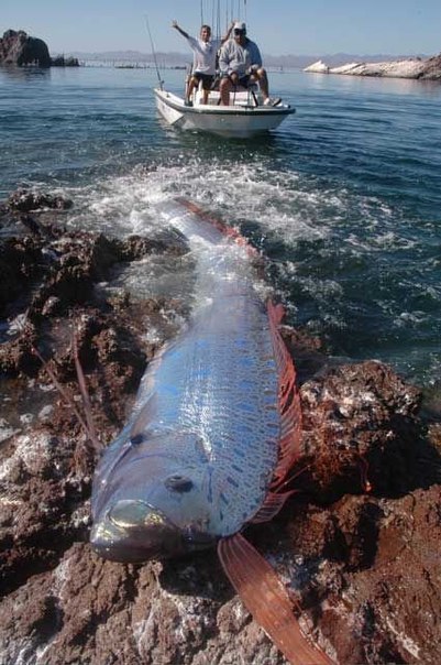 Самая длинная в мире рыба