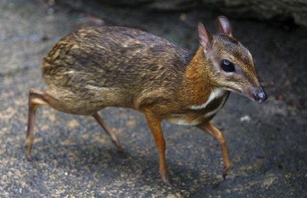 Мышиный олень. Обитает во влажных тропических лесах Центральной Африки, Индии и Юго-Восточной Азии. Мышиные олени являются самыми мелкими представителями отряда парнокопытных. Размер взрослых особей составляет 45-55 сантиметров.