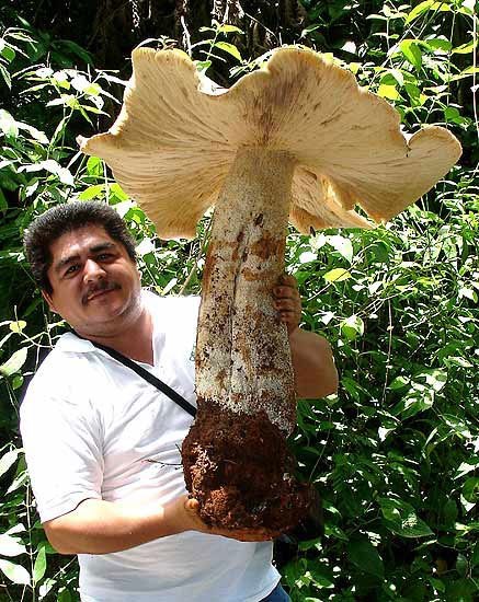 Гигантский гриб был обнаружен специалистами из Southern Border University Centre на кофейной ферме вблизи Тапачула, рядом с гватемальской границей в Мексике. Высота гриба macrocybe titans (Макроцибе титаническая) 70 см!