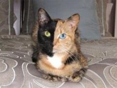 Двухцветная кошка стала интернет-сенсацией