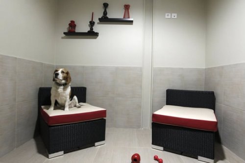 Первый в Европе отель для собак класса люкс