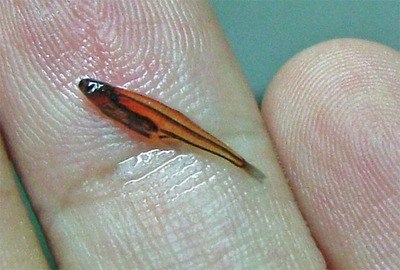 Самая маленькая рыба
