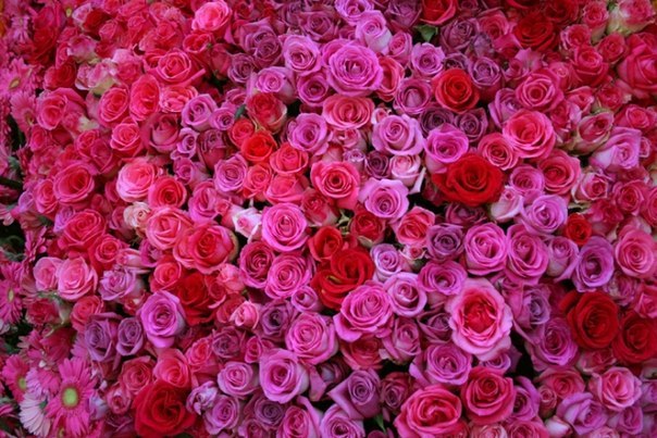 Житель казахстанского города Кызылорда решил подарить своей супруге на 8 марта букет, состоящий из миллиона роз. Хозяйка цветочной лавки, где был осуществлен заказ на миллион роз, заверила, что специально для заказавшего миллион роз покупателя будет осуществлена доставка цветов из Нидерландов.