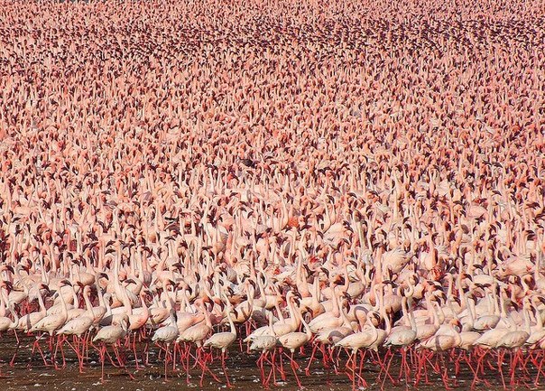 Каждый год на озерах Кении собирается одна из самых больших в мире популяций фламинго. Область озер становится розовой. Этот пейзаж является одним из самых захватывающих в мире, давайте же полюбуемся этими грациозными птицами