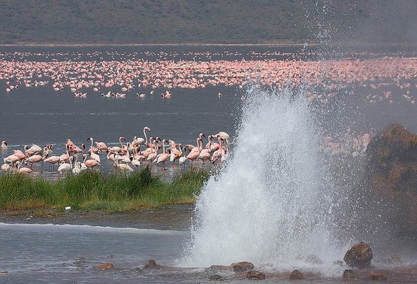 Каждый год на озерах Кении собирается одна из самых больших в мире популяций фламинго. Область озер становится розовой. Этот пейзаж является одним из самых захватывающих в мире, давайте же полюбуемся этими грациозными птицами