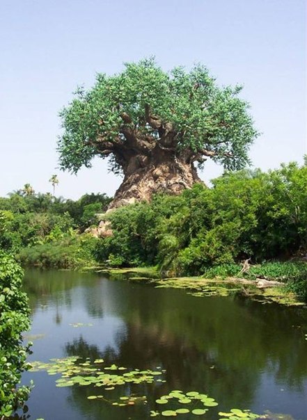 Удивительное дерево