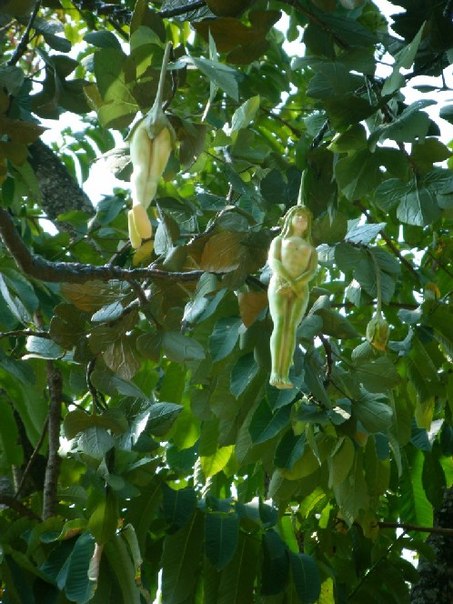 Nareepol удивительное дерево Таиланда