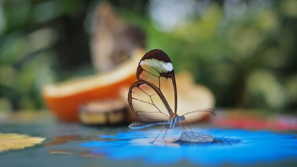 Удивительная бабочка со «стеклянными» крыльями