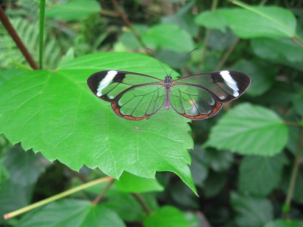 Удивительная бабочка со «стеклянными» крыльями