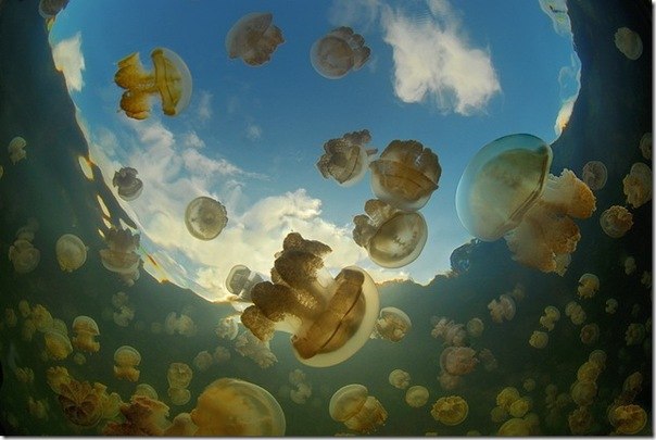 Медузное озеро в Тихом океане - это одно из удивительных мест нашей планеты, здесь 10 миллионов разных медуз в одном небольшом озере. Медузы разного размера: от гиганта с баскетбольный мяч до маленькой штучки с вишню.