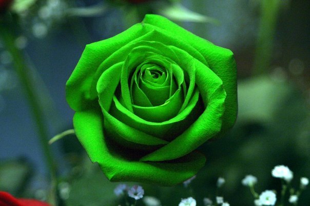 Зелёная роза.