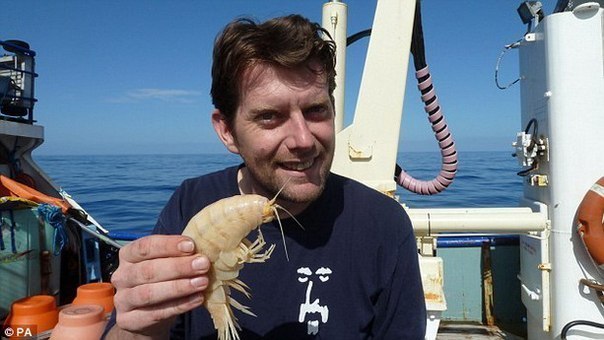 Британская экспедиция обнаружила в водах Тихого океана, у берегов Новой Зеландии самую большую креветку в мире.