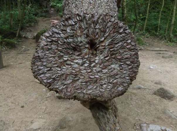 Денежное дерево в Великобритании