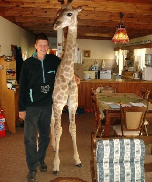 Домашний жираф по кличке Финни