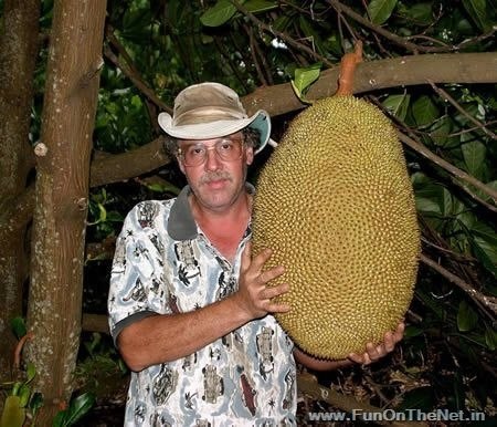 Джекфрут: самый большой фрукт в мире 