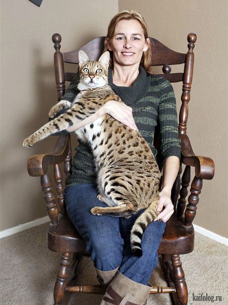Самый высокий кот в мире - трехлетний кот из Калифорнии по кличке Трабл. Его высота (от кончиков лап до холки) составляет - 48,3 см.